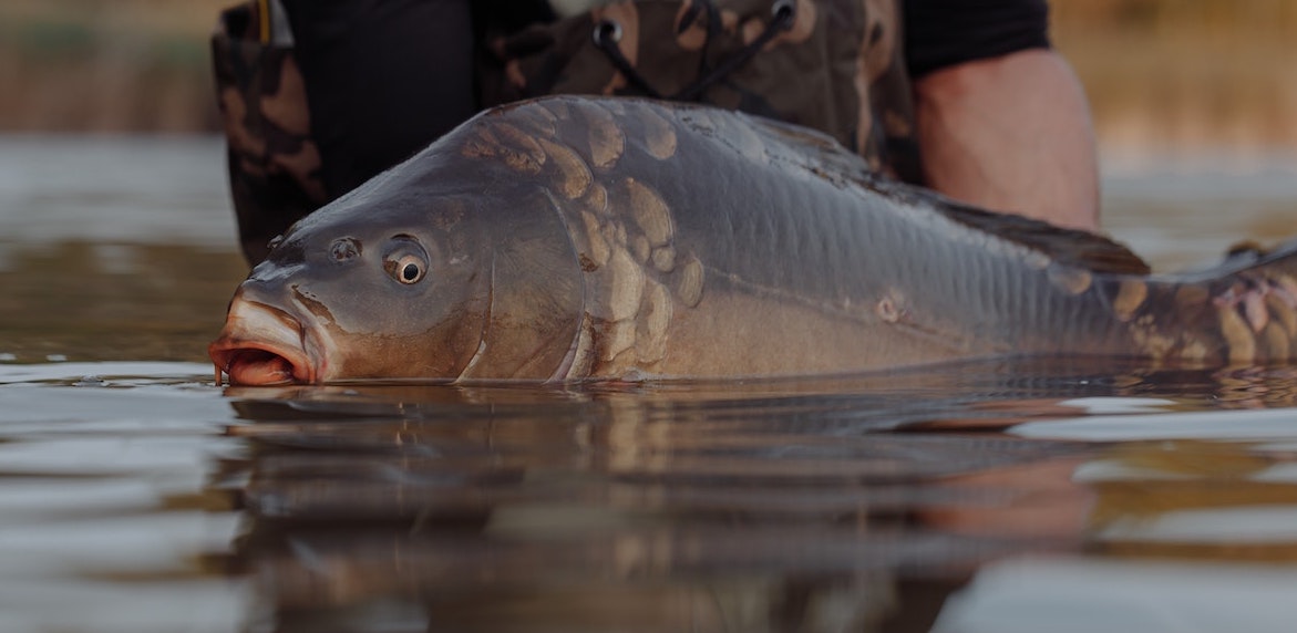 fisch-im-wasser